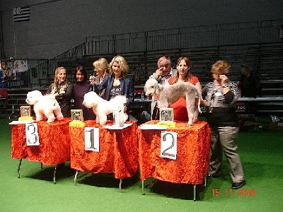 Schweizerische Hundecoiffeusen Meisterschaft vom 15.Nov 2008 , 2 Rang in der Meisterklasse :-) 